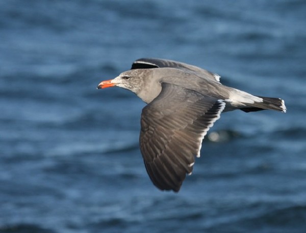 Heerman's Gull